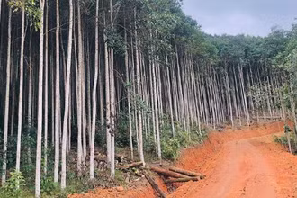 Một tuyến đường lâm nghiệp mới hoàn thành tại thành phố Bắc Kạn. (Ảnh: HƯƠNG LAN).