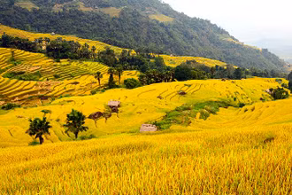 Ruộng bậc thang ở thôn Lùng Vài, xã Phương Độ, thành phố Hà Giang. (Ảnh Lê Na)