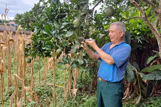 Thương binh Triệu Quốc Tài (xóm Dẻ Đoóng, xã Hồng Việt, huyện Hòa An) chăm sóc vườn cây ăn quả của gia đình.
