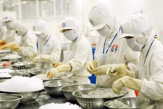 Chế biến tôm xuất khẩu tại Công ty cổ phần Chế biến thủy sản xuất nhập khẩu Kiên Cường (Kiên Giang). (Ảnh TRẦN TUẤN)