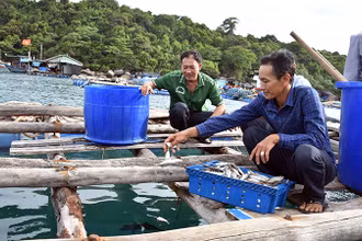 Nuôi cá lồng bè ở xã đảo Thổ Châu, thành phố Phú Quốc. (Ảnh: QUỐC TRINH)