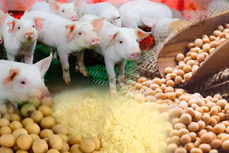 Trung Quốc nhập khẩu mạnh đậu tương có thể khiến giá nguyên liệu thức ăn chăn nuôi tăng