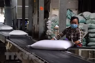 Chế biến gạo xuất khẩu. (Ảnh: Thu Hiền/TTXVN)