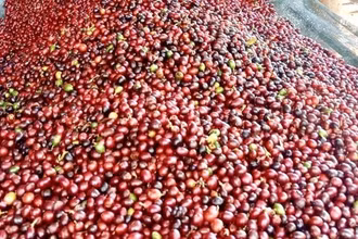 Cà-phê tươi ở Quảng Trị. (Ảnh: TTXVN)