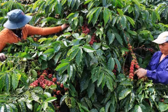 Thu hoạch cà-phê tại Đắk Nông.