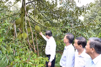 Lãnh đạo tỉnh Tiền Giang kiểm tra vườn sầu riêng đạt tiêu chuẩn xuất khẩu tại xã Ngũ Hiệp, huyện Cai Lậy, tỉnh Tiền Giang.
