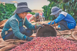 Thu hoạch cà phê. (Ảnh: Phan Nguyên)