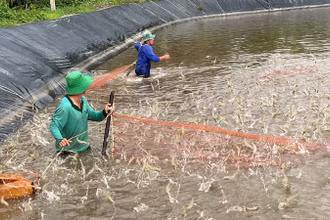 Nông dân thu hoạch tôm ở tỉnh Bến Tre.