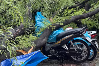 Hiện trường vụ cây me ngã đổ đè lên nhiều xe máy (Ảnh: ĐỨC NAM)