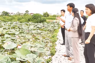 Mô hình trồng sen ở huyện Ứng Hòa giúp người dân nâng cao thu nhập. (Ảnh LÊ HẢI)