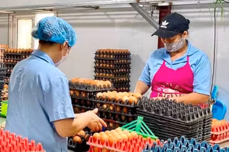 Công ty cổ phần thực phẩm Tiên Viên (huyện Chương Mỹ, thành phố Hà Nội) mở rộng sản xuất kinh doanh từ nguồn vốn tín dụng của Agribank.