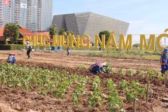 Sáng 28/11, đơn vị thi công đã chuyển số lượng cây hướng dương thực hiện các công việc để cánh đồng hoa hướng dương kịp nở rộ phục vụ người dân và du khách đến tham quan dịp Tết Dương lịch 2024.