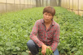 Bà Đặng Thị Cuối đã không ngừng truyền dạy và chuyển giao công nghệ cho các nông trại, góp phần phát triển mô hình rau sạch chuẩn hữu cơ.