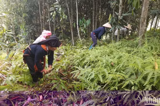 Việc cấp mã số vùng trồng mới đi vào hoạt động nên nhận thức của một số chủ thể còn hạn chế