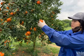 Cây ăn quả là mũi nhọn trong phát triển kinh tế của tỉnh Hòa Bình.