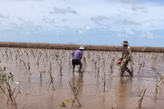 Cộng đồng có thể tự đo đếm sinh khối, đưa ra được hệ số quy đổi sinh khối tươi sang sinh khối khô của 3 loài bần, mắm, đước bằng các phương pháp khoa học tin cậy. 