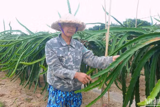 Ông Vũ Văn Thùy chia sẻ về giá trị thanh long mang lại cho người dân Bát Trang. (Ảnh: NGỌC TÂN)
