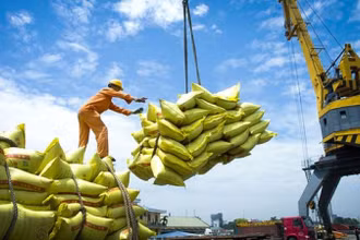 Gạo và hạt điều là hai sản phẩm tăng cả khối lượng lẫn giá trị xuất khẩu trong 6 tháng đầu năm.