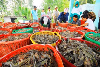 Tăng cường quản lý nuôi tôm hùm