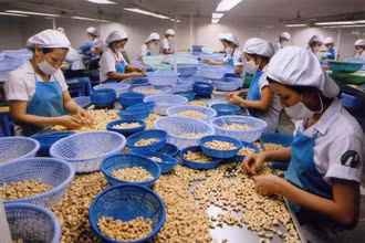 Thị trường hạt điều toàn cầu được dự báo sẽ tăng trưởng bình quân 4,6% trong giai đoạn 2022-2027. (Ảnh: TTXVN)