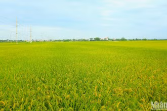 Cánh đồng xã Phương Tú, hàng trăm ha lúa vụ chiêm của nông dân đang trổ bông tươi tốt, hứa hẹn một vụ mùa bội thu cho người dân nơi đây.
