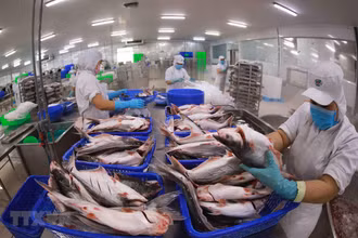 Trong xu hướng sụt giảm chung tới hầu hết các thị trường, Brazil vẫn giữ vị trí là thị trường nhập khẩu lớn thứ tư của cá tra Việt Nam. (Ảnh: TTXVN)
