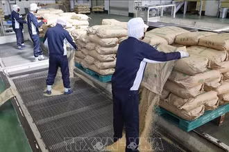 Gạo dự trữ của Chính phủ được chuyển tới nhà máy xay xát ở tỉnh Saitama, Nhật Bản, ngày 18/3/2025. Ảnh: Kyodo/TTXVN