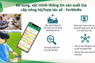 Hệ thống theo dõi và báo cáo sản xuất lúa RiceMore là nền tảng tham chiếu địa lý, cho phép chuẩn hóa và ghi lại dữ liệu hoạt động sản xuất lúa theo thời gian.