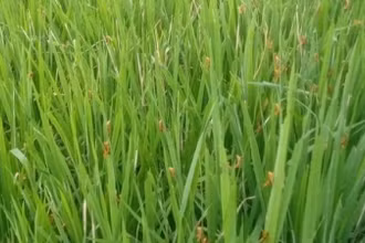 Lên phương án phòng chống dịch châu chấu tre lưng vàng 