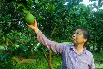 Là giống cây bản địa, bưởi Thồ được trồng phổ biến tại xã Bạch Hạ, huyện Phú Xuyên với diện tích hơn 60 ha.