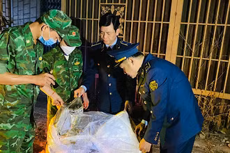 Lực lượng chức năng tỉnh Quảng Trị kịp thời ngăn chặn 1,7 tấn lòng lợn đã bốc mùi hôi thối đang trên đường tiêu thụ