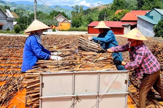 Chế biến quế phơi khô xuất khẩu