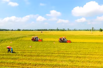 Thu hoạch lúa theo quy trình sản xuất lúa chất lượng cao, phát thải thấp tại Cần Thơ.