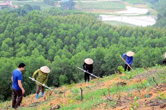 Việc tổ chức triển khai “Tết trồng cây đời đời nhớ ơn Bác Hồ” phải thiết thực, hiệu quả, không phô trương hình thức