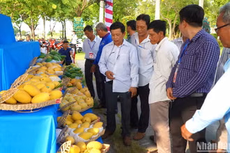 Người dân tham quan, chiêm ngưỡng các trái xoài ngon.