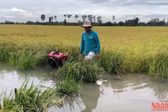Người dân đặt máy bơm để bơm nước cứu lúa.