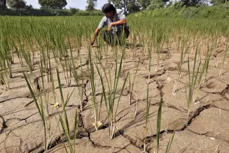 Một nông dân đang nhổ bỏ cây chết khô trên cánh đồng hạn hán ở ngoại ô Ahmedabad, Ấn Độ, tháng 9/2015. (Ảnh: Reuters)