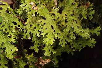 Ảnh minh họa. (Nguồn: fungi-journal)