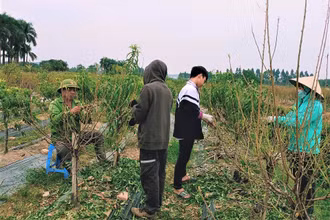 Tập trung chuẩn bị cho đào nở hoa. (Ảnh: Minh Minh)