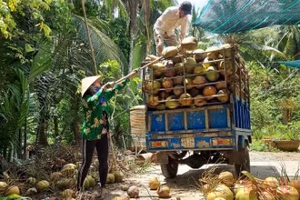 Nông dân huyện Giồng Trôm (tỉnh Bến Tre) thu hoạch dừa khô.