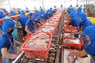 Chế biến cá tra xuất khẩu. (Ảnh TTXVN)