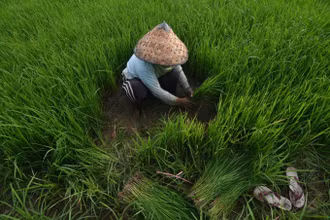 Nông dân chuẩn bị mạ cho vụ mới ở Sigi, tỉnh Trung Sulawesi, Indonesia. (Ảnh: Antara)