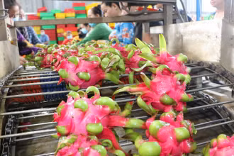 Sự khác biệt về mùa vụ là lợi thế lớn giúp rau quả tươi Việt Nam xâm nhập thị trường Thụy Điển, đặc biệt là các sản phẩm rau quả nhiệt đới. (Ảnh minh họa: TTXVN) 