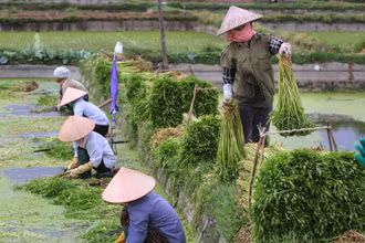 Từ một nền kinh tế nông nghiệp khép kín, Việt Nam đã viết nên một trong những câu chuyện thành công nhất về quá trình chuyển đổi kinh tế ở châu Á. (Ảnh: THÀNH ĐẠT)