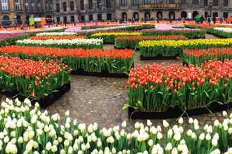 Mọi người có thể hái hoa Tulip miễn phí tại vườn hoa có khoảng 200.000 bông đang khoe sắc. (Nguồn: nltimes)