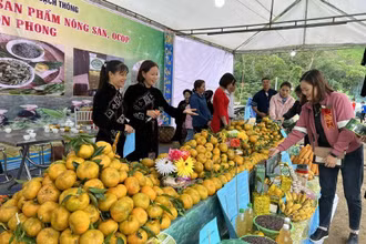 Gian hàng giới thiệu sản phẩm cam, quýt tới du khách. 