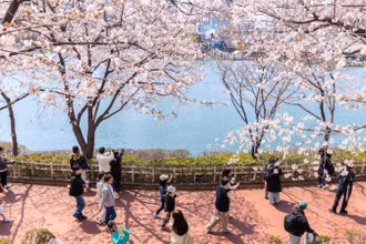 Người dân thưởng ngoạn hoa anh đào bên hồ Seokchon ở Seoul, Hàn Quốc, ngày 6/4/2025. (Ảnh: Xinhua) 
