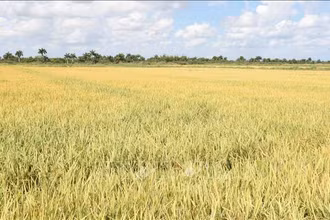 Cánh đồng lúa chín vàng tại tỉnh Pinar del Rio. (Ảnh minh họa: TTXVN)