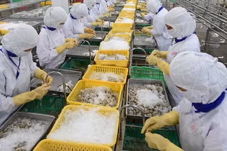 Chế biến thủy sản xuất khẩu ở Công ty CP Thủy sản Cafatex Hậu Giang. Ảnh | TRẦN QUỐC