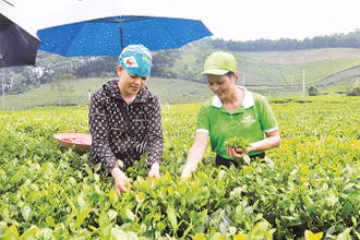 Chè Thái Nguyên là cây trồng đặc sản, chủ lực để nông dân phát triển kinh tế.